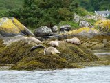 Seals