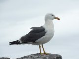 Seagull