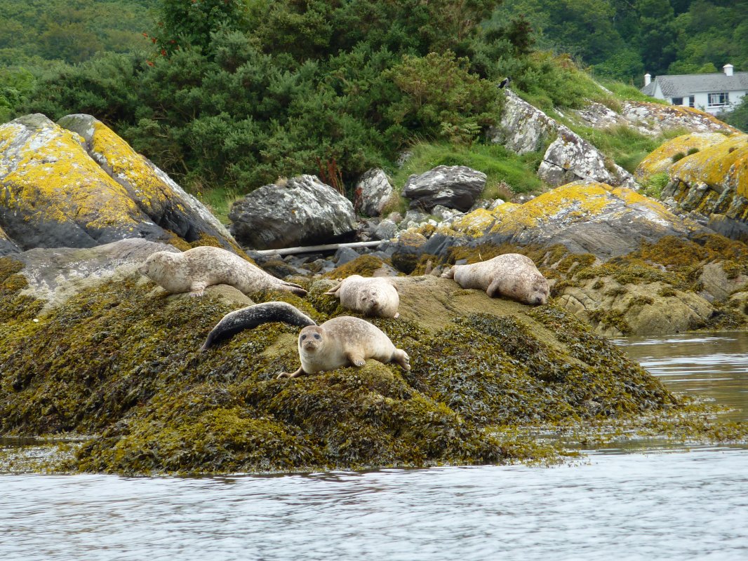 Seals