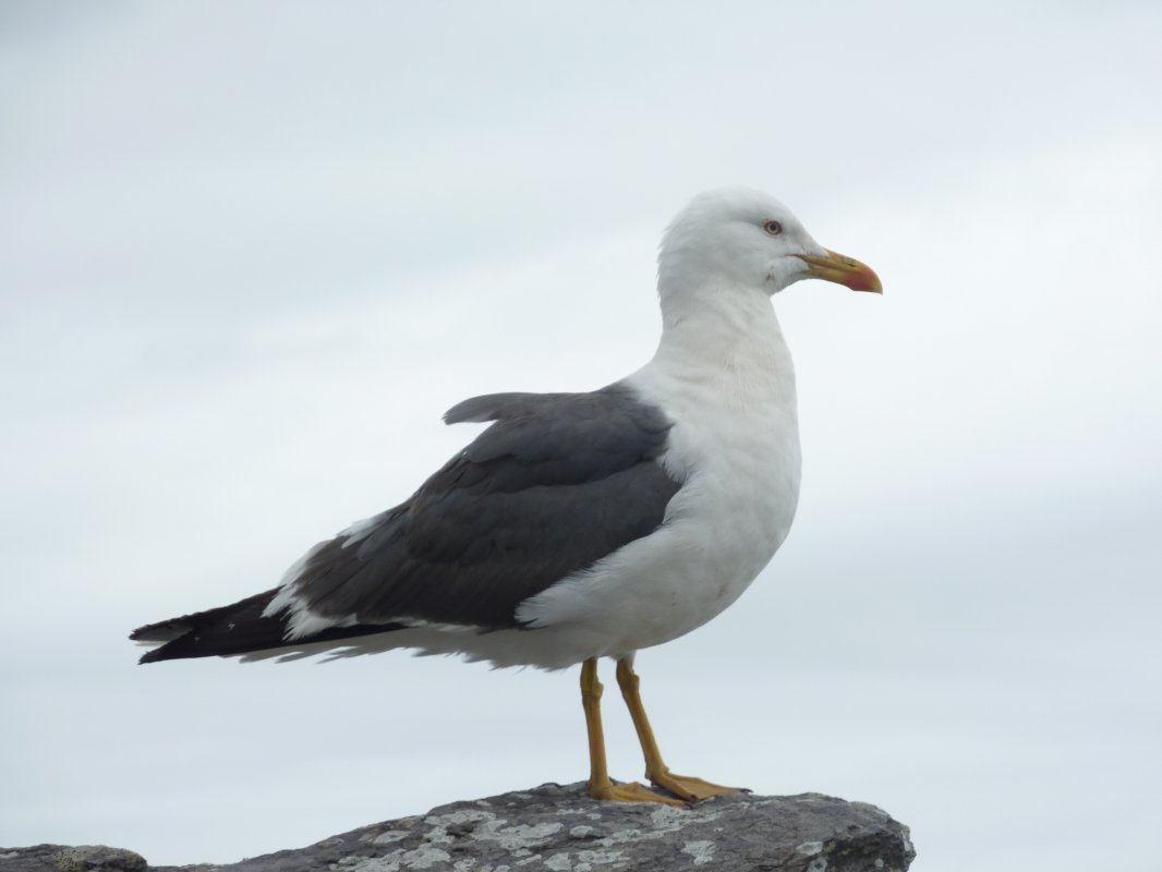 Seagull